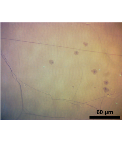 CVD Graphene on Copper Foil (Graphene Factory)