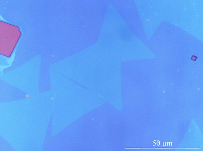 Typical Microscope Image (1) of ACS Material Monolayer MoS2 on SiO2 (20-50μm)