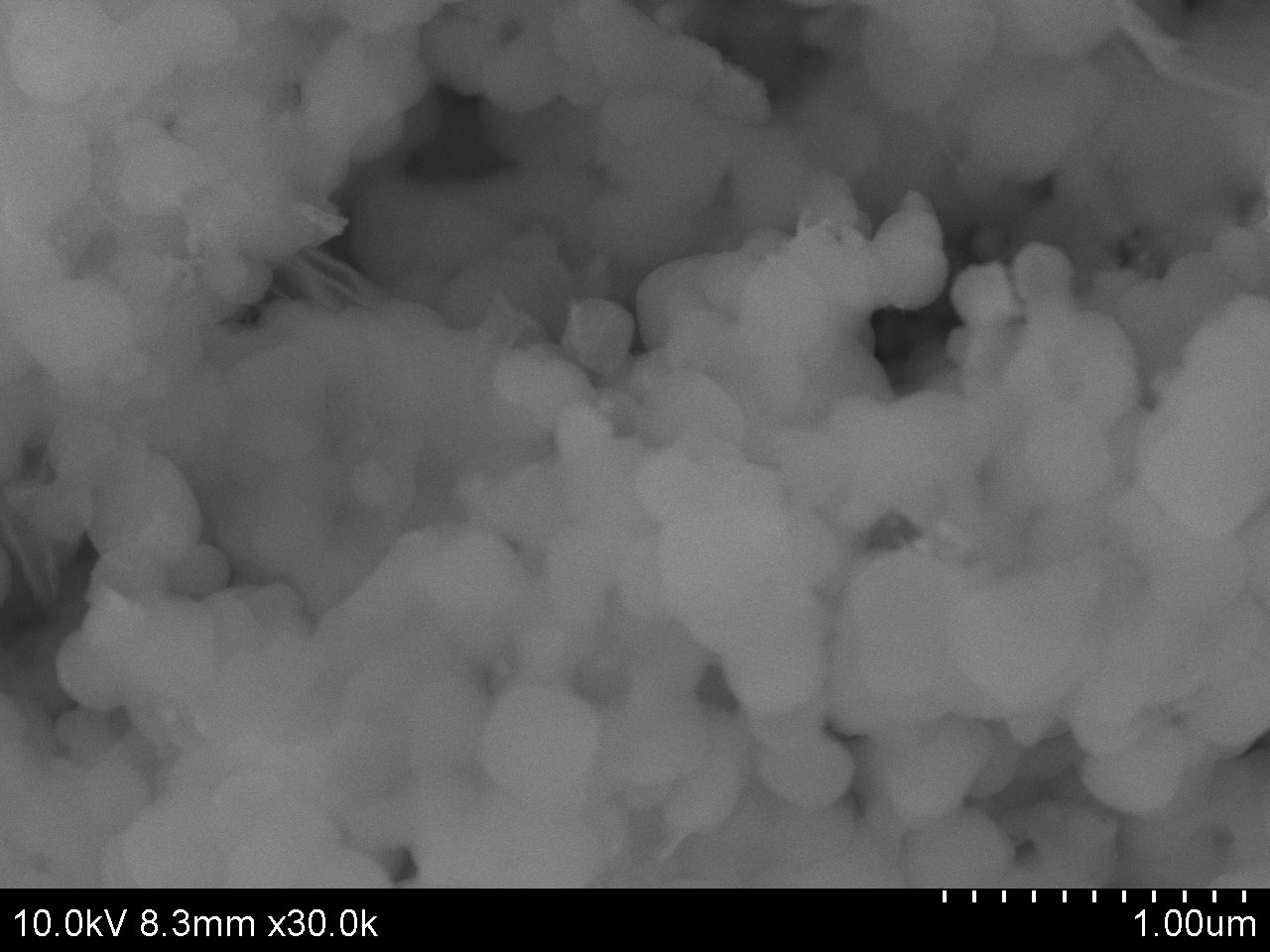 SEM Image of MCM-48