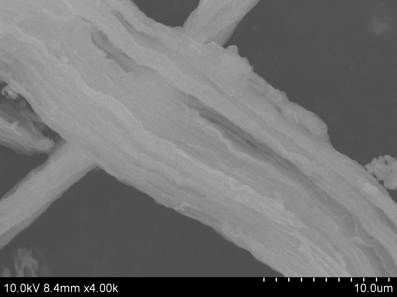 Typical SEM Image of ACS Material Mesoporous Silica Molecular Sieve SBA-15 (1)