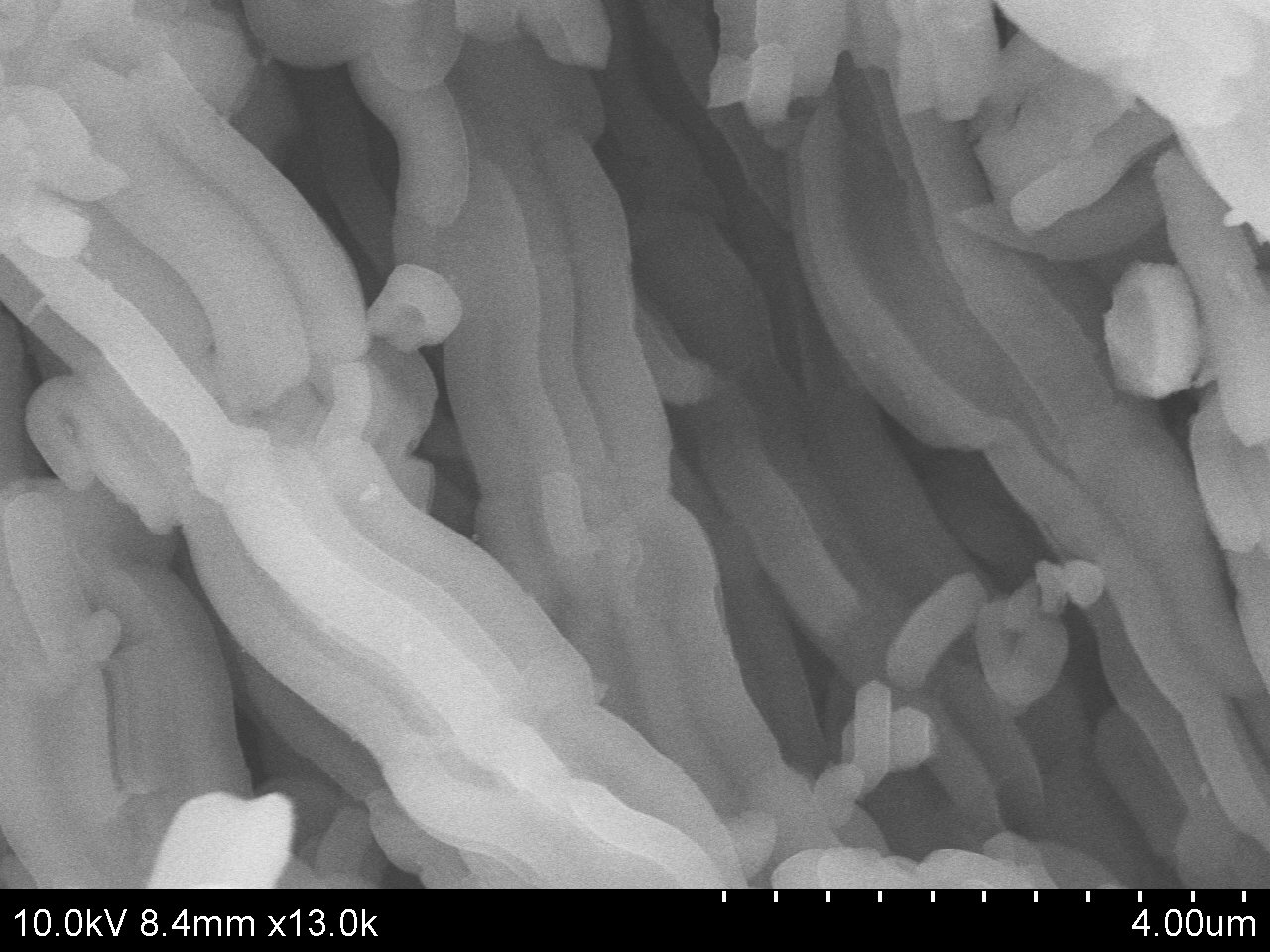 Typical SEM Image of ACS Material Mesoporous Silica Molecular Sieve SBA-15 (2)