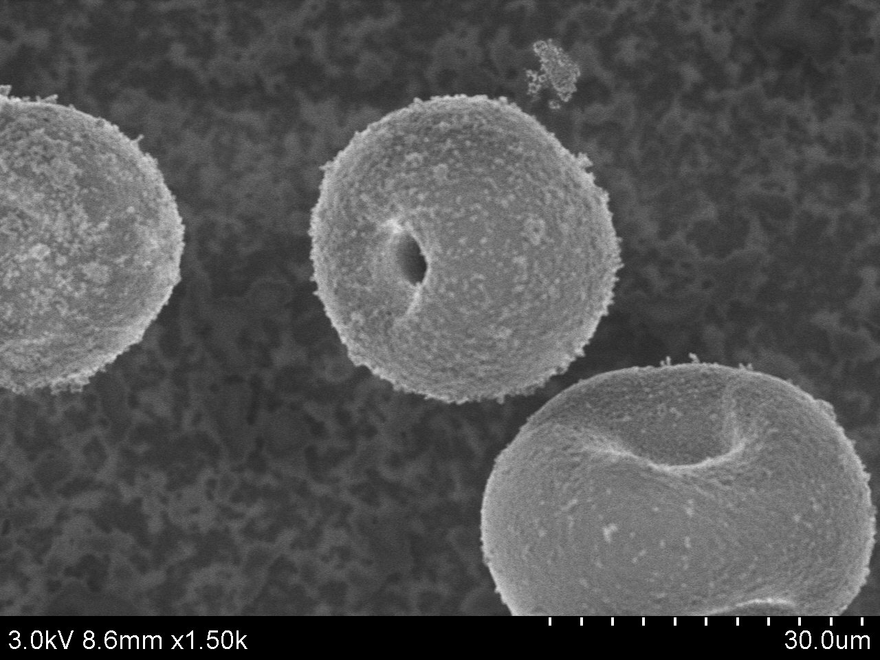 Typical SEM Image of ACS Material TS-1 (Type B)